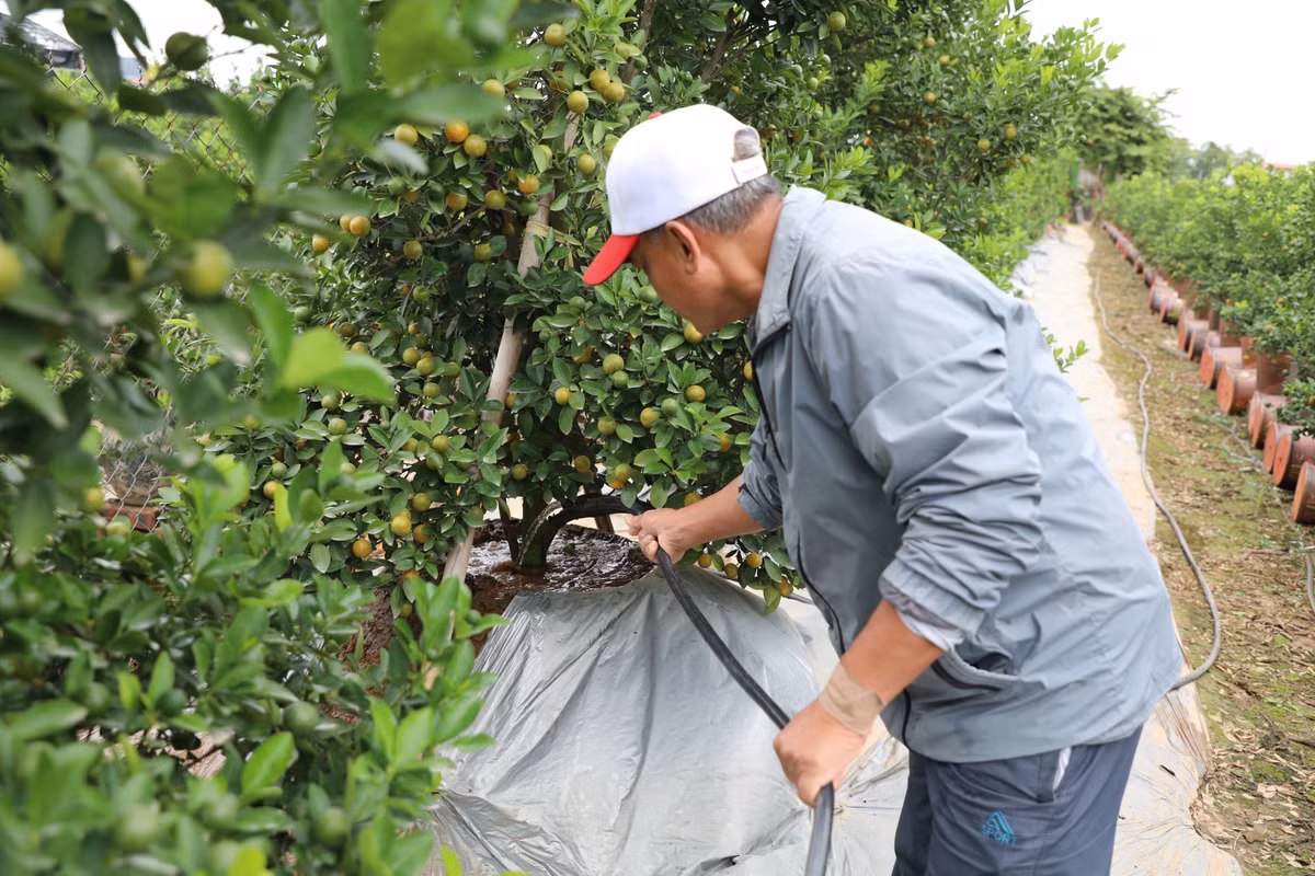 Các nhà vườn tất bật chăm sóc cho cây sao cho được đẹp nhất để cung ứng ra thị trường.