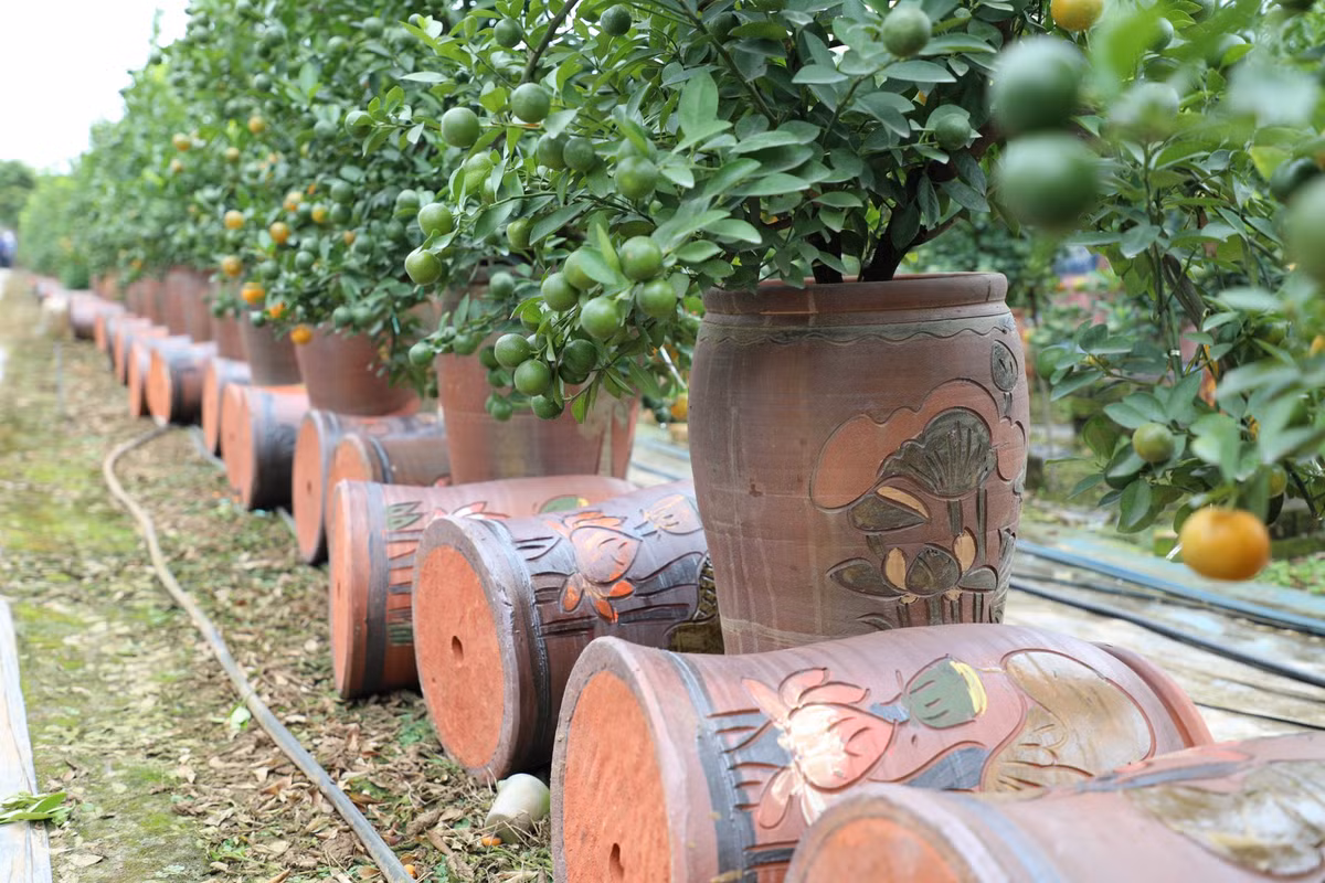 Theo các nhà vườn năm nay thời tiết rét muộn, nhưng cũng không ảnh hưởng gì nhiều tới quá trình phát triển của cây. Giá quất năm nay nhỉnh hơn so với năm ngoái. Chậu quất bonsai nhỏ có giá từ 0,8 - 1 triệu đồng/cây; to hơn có giá từ 2 triệu trở lên, tuỳ vào độ tuổi, thế, kiểu dáng của cây. Có cây đắt nhất lên tới 30 triệu đồng.