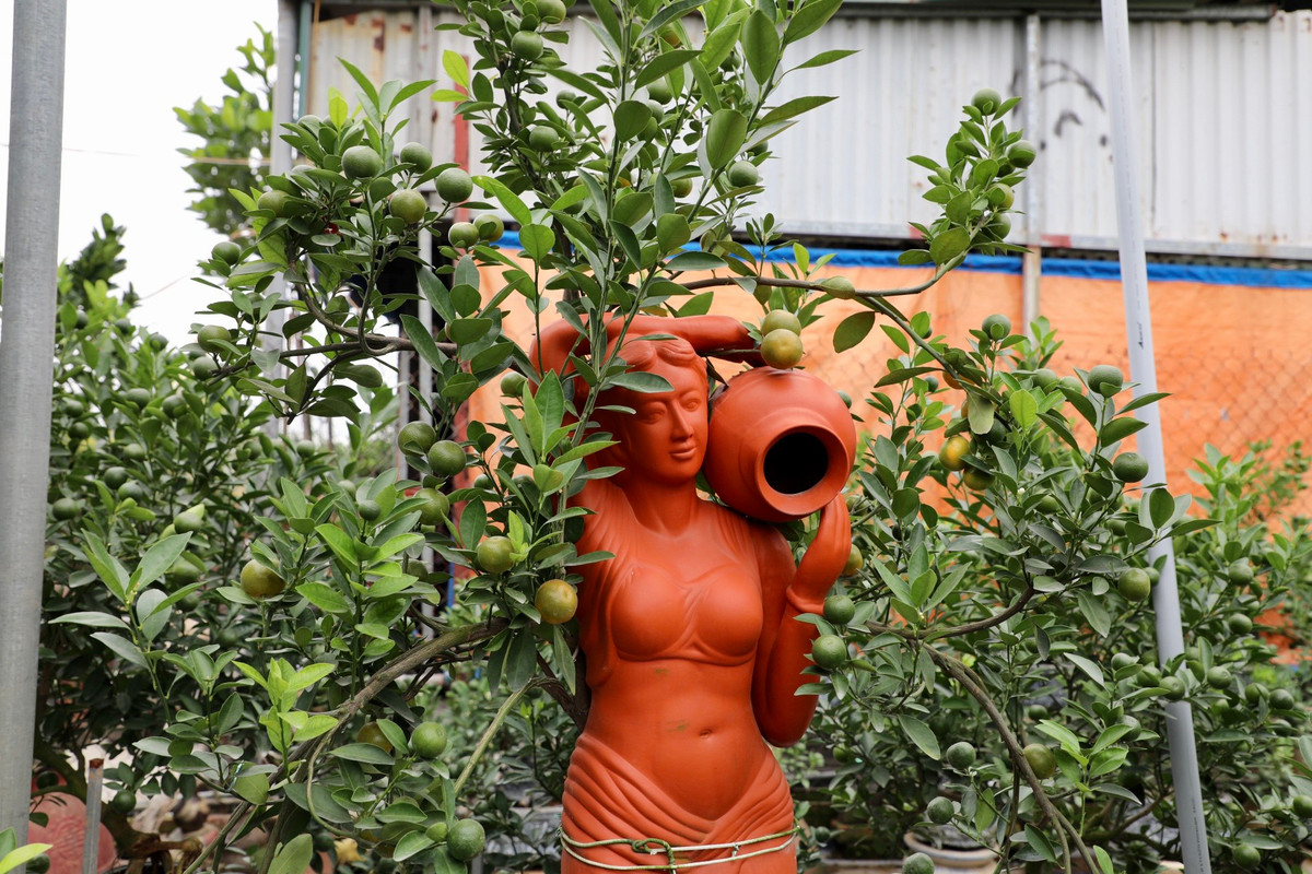 Ngoài những chậu, bình truyền thống, các nhà vườn còn tạo nhiều cây gắn với nhiều bức tượng hình dáng khác nhau, làm tăng tính thẩm mỹ và giá trị của quất cảnh.