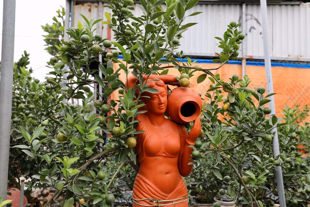 Ngoài những chậu, bình truyền thống, các nhà vườn còn tạo nhiều cây gắn với nhiều bức tượng hình dáng khác nhau, làm tăng tính thẩm mỹ và giá trị của quất cảnh.