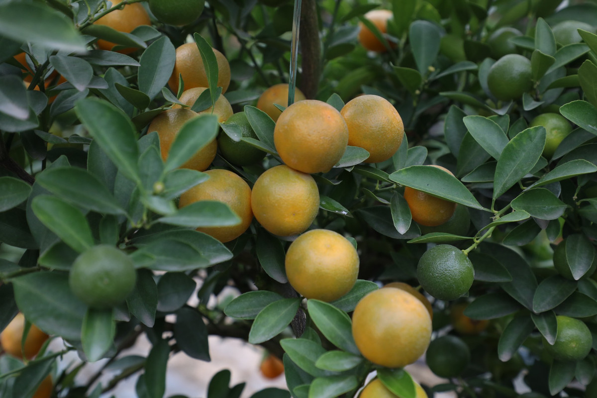 Những chùm quất chĩu quả đã ngả vàng báo hiệu Làng quất cảnh Tứ Liên năm nay sẽ có một mùa bội thu.