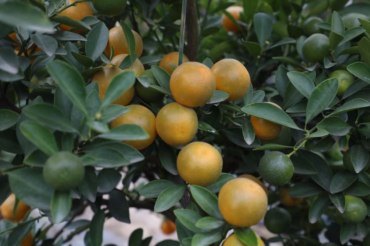 Những chùm quất chĩu quả đã ngả vàng báo hiệu Làng quất cảnh Tứ Liên năm nay sẽ có một mùa bội thu.