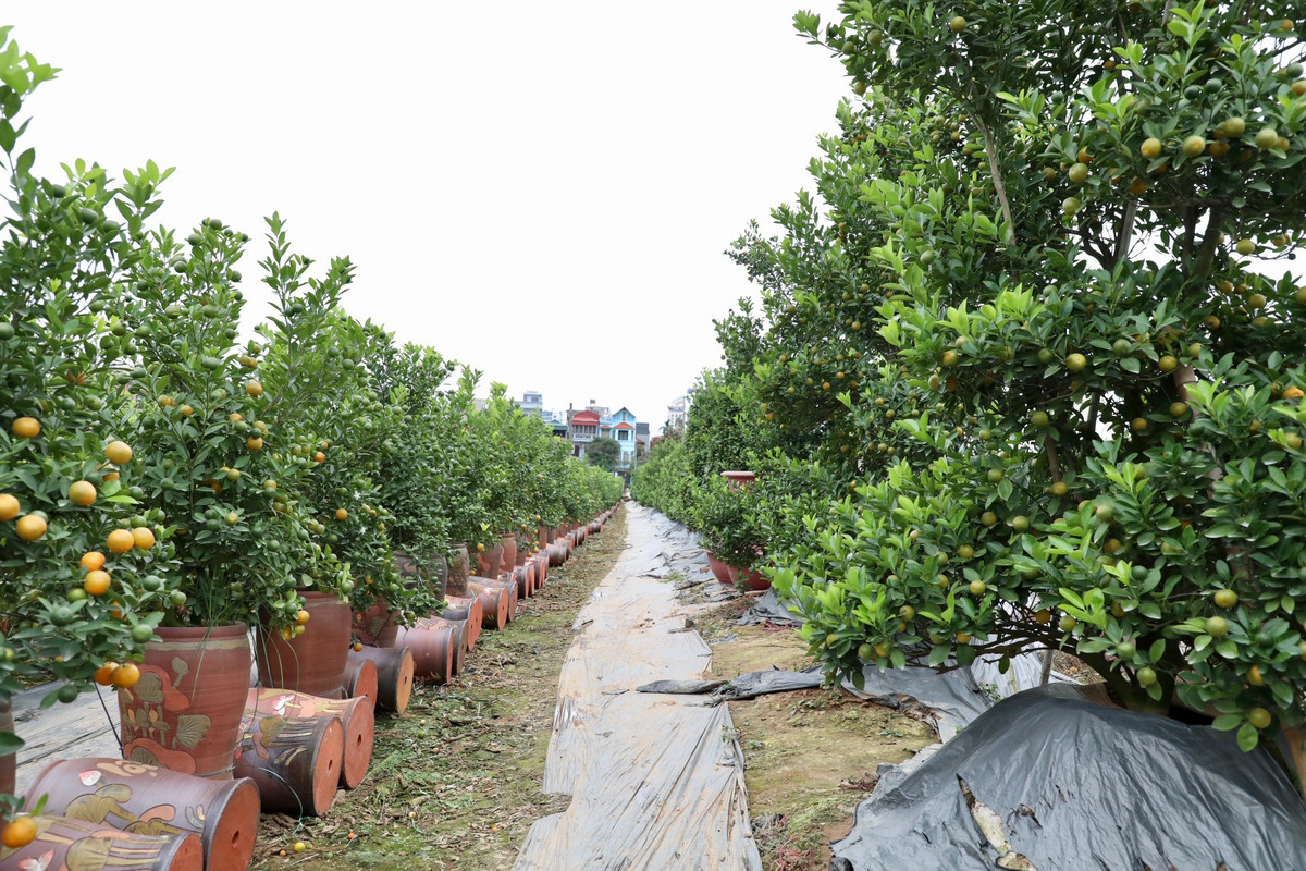 Vào thời điểm này, quất cảnh quả vẫn đang xanh, lác đác có quả vàng. Theo dự kiến của các nhà vườn, khoảng 1 tháng nữa quả sẽ chín vàng đều.