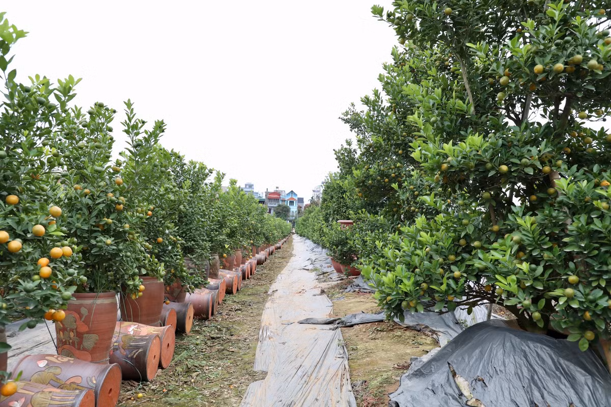 Vào thời điểm này, quất cảnh quả vẫn đang xanh, lác đác có quả vàng. Theo dự kiến của các nhà vườn, khoảng 1 tháng nữa quả sẽ chín vàng đều.