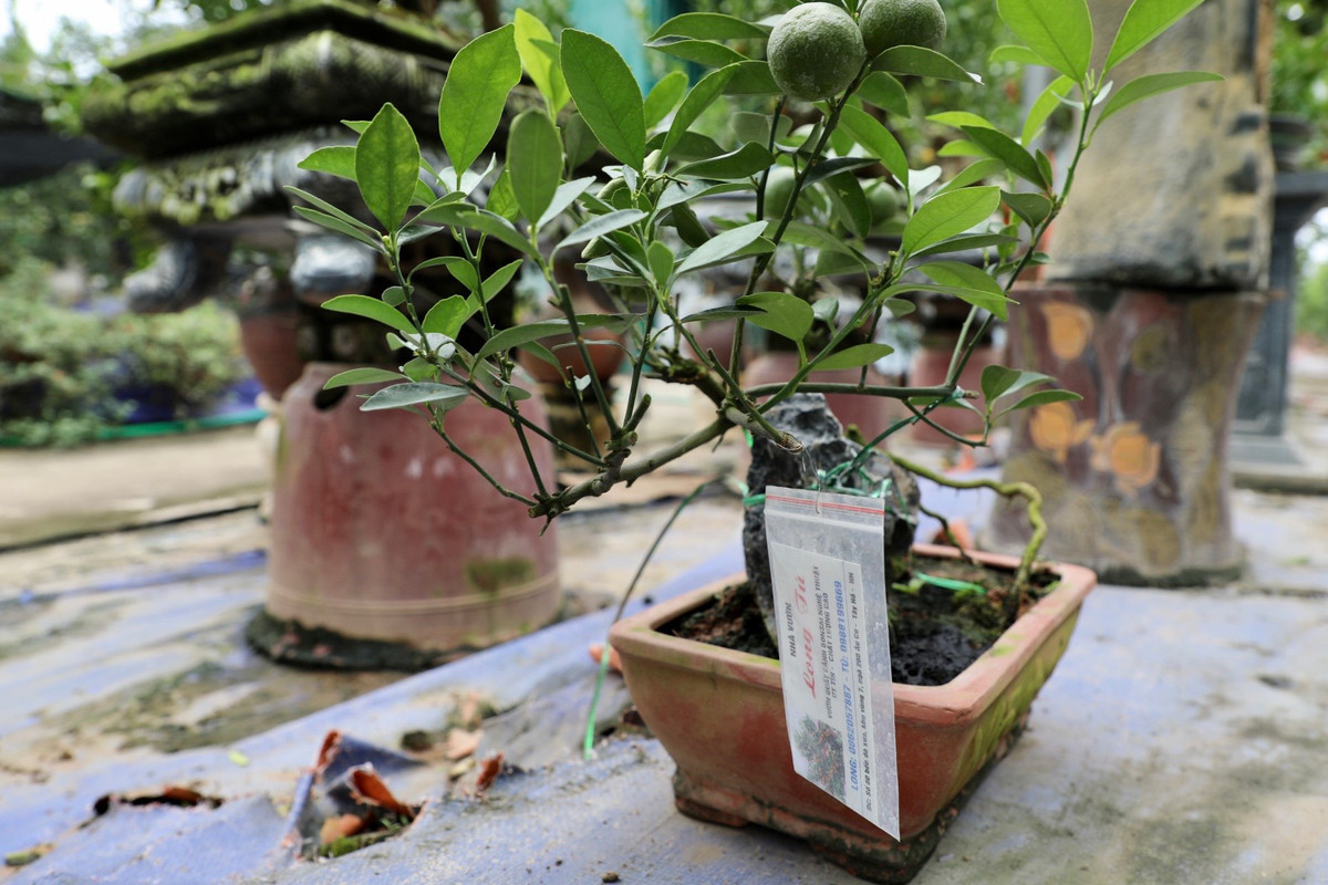 Hiện tại, nhiều cây đã được người dân đặt mua.