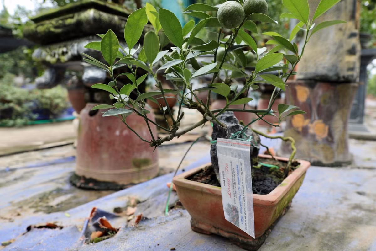 Hiện tại, nhiều cây đã được người dân đặt mua.