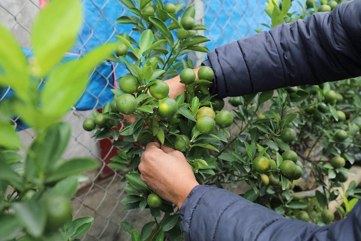 "Mấy năm trước dịch bệnh, người dân kinh tế còn khó khăn nên không có điều kiện chơi cây cảnh nhiều. Năm nay kinh tế đã ổn định hơn nên dự kiến lượng người mua sẽ đông hơn năm trước. Hiện đã có nhiều khách hàng đặt mua rồi", ông Linh chia sẻ thêm.