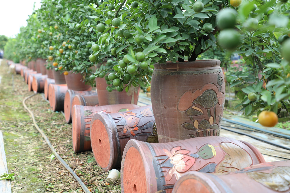 Theo các nhà vườn năm nay thời tiết rét muộn, nhưng cũng không ảnh hưởng gì nhiều tới quá trình phát triển của cây. Giá quất năm nay nhỉnh hơn so với năm ngoái. Chậu quất bonsai nhỏ có giá từ 0,8 - 1 triệu đồng/cây; to hơn có giá từ 2 triệu trở lên, tuỳ vào độ tuổi, thế, kiểu dáng của cây. Có cây đắt nhất lên tới 30 triệu đồng.