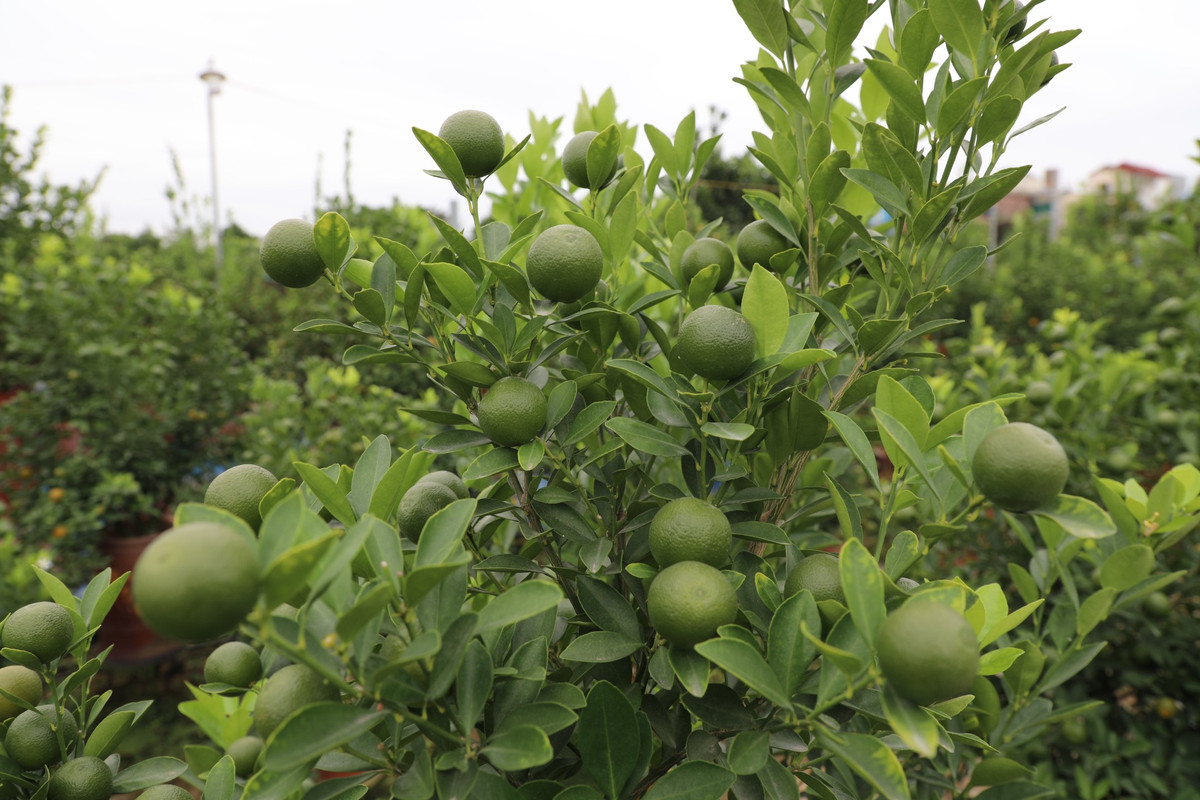 Những chùm quất còn non, lá và quả xanh ngắt một màu.