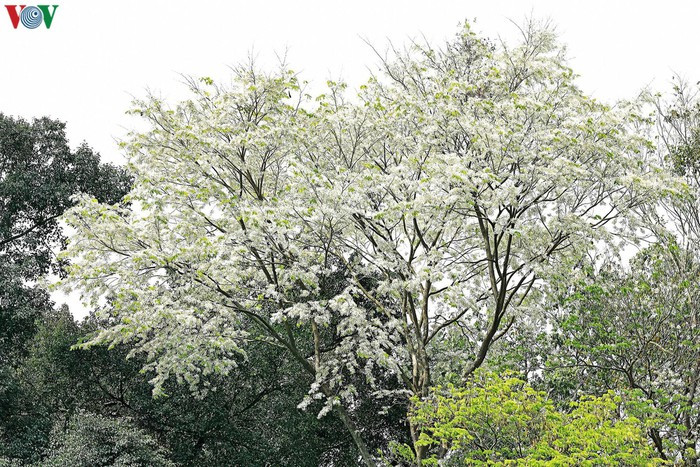 Địa điểm có nhiều cây hoa sưa đang bung nở trắng xóa nhất là góc đường Ngô Quyền - Lê Thạch và vườn hoa Lý Thái Tổ. Bên cạnh là những cây mới bắt đầu nở, hoặc đang ra lá xanh non.