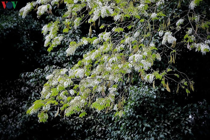 Khi được tận mắt chiêm ngưỡng sắc trắng tinh khôi, người ta bỗng thấy tâm hồn mình thanh tịnh, nhẹ nhàng.