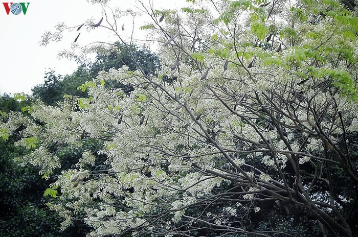 Sưa mọc rất cao, vậy nên để chụp được sưa cũng là một thách thức với những người muốn lưu lại vẻ đẹp của loài hoa sắc trắng này./.