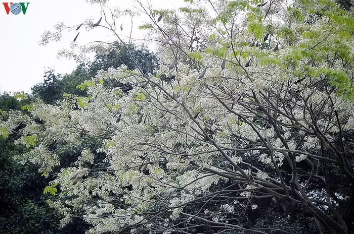 Sưa mọc rất cao, vậy nên để chụp được sưa cũng là một thách thức với những người muốn lưu lại vẻ đẹp của loài hoa sắc trắng này./.