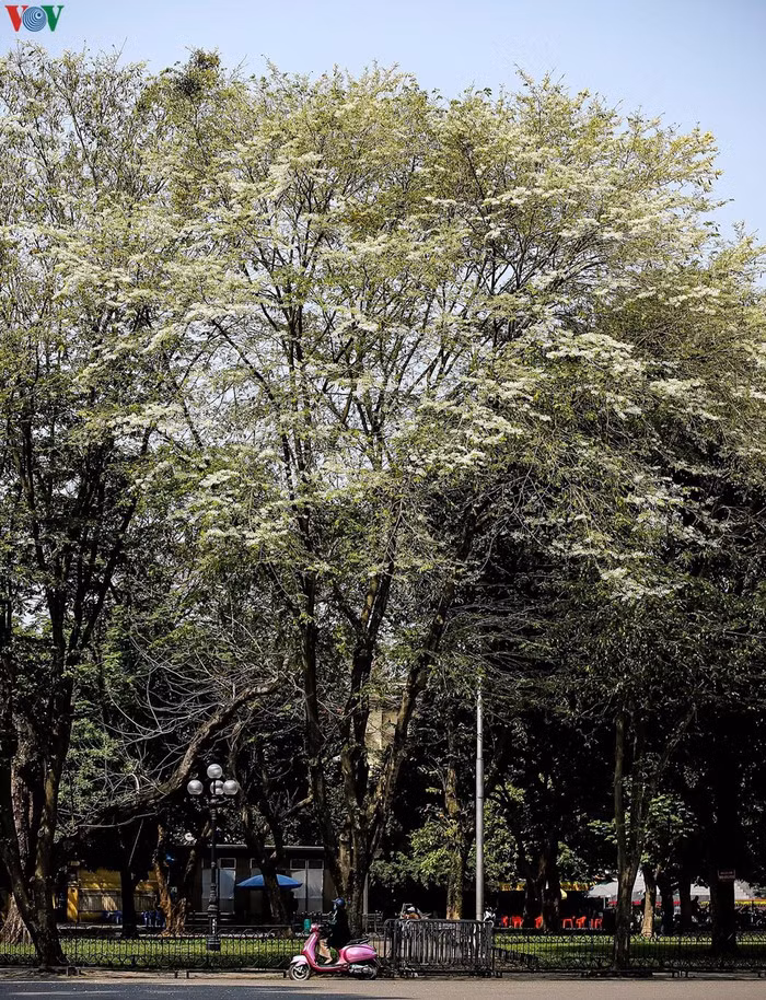Các phố Phan Đình Phùng, Điện Biên Phủ, Ngô Quyền hay Thanh Niên...đang ngập tràn sắc trắng tinh khôi của hoa sưa và được nhiều người ghé thăm nhất.