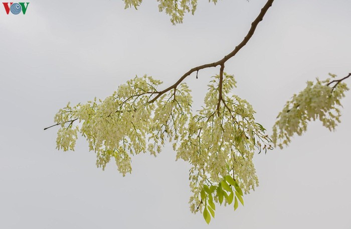 Sưa gầy, mỏng manh và nhẹ nhàng, pha chút e lệ như một người con gái.