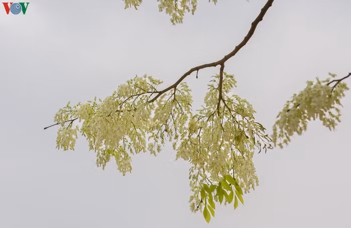 Sưa gầy, mỏng manh và nhẹ nhàng, pha chút e lệ như một người con gái.