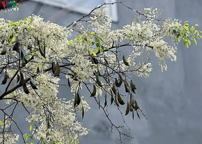 Sưa là một loại cây thân gỗ, hoa sưa nở thành từng chùm. Sưa thường được trồng trên phố nhưng gỗ của chúng cũng có giá trị kinh tế cao.