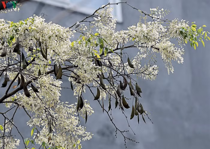 Sưa là một loại cây thân gỗ, hoa sưa nở thành từng chùm. Sưa thường được trồng trên phố nhưng gỗ của chúng cũng có giá trị kinh tế cao.