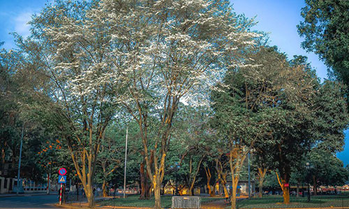 Ngam hoa sua no trang tinh khoi tren duong pho Ha Noi