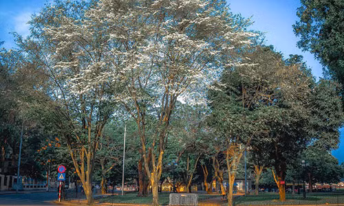 Ngam hoa sua no trang tinh khoi tren duong pho Ha Noi