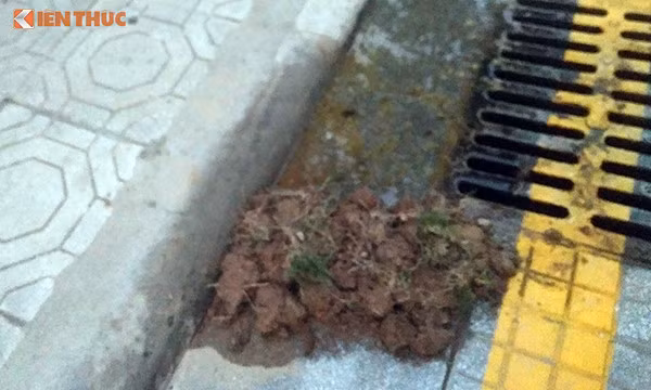 Nuoc be phot tran chung cu The Vesta: BQL noi nguoi dan xa thai tac duong ong?-Hinh-3