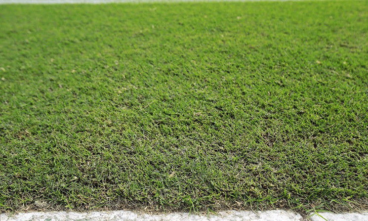 Cỏ trên sân Hàng Đẫy luôn được chăm sóc, cắt tỉa cẩn thận.