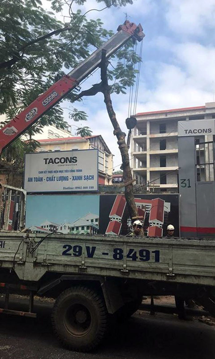 Cay xanh do de vo nat kinh chan gio o to Camry-Hinh-2