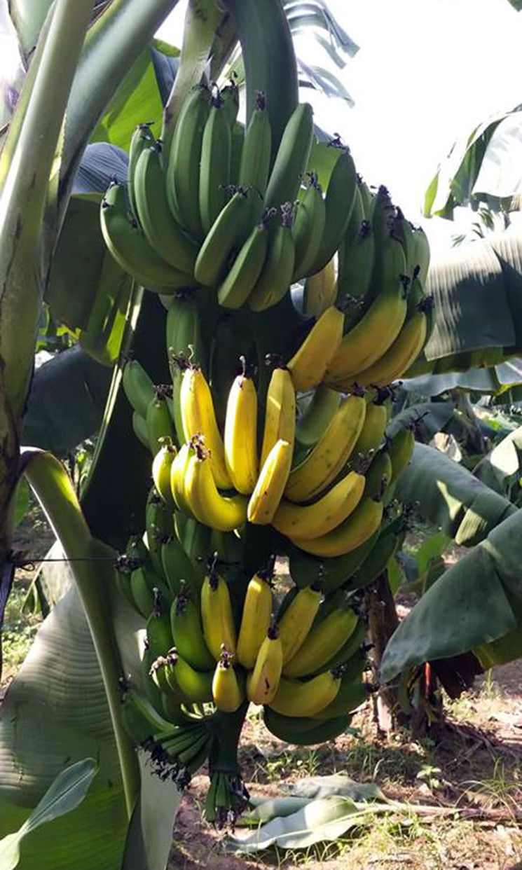 Trao đổi với PV, chị Thủy cho biết: “Nếu là do thời tiết mà chuối chín thì các vườn chuối bên cạnh không bị chín mà chỉ duy nhất vườn của gia đình có hiện tượng như thế? Chúng tôi không có mâu thuẫn hay hiềm khích gì với bất kỳ ai ở khu vực này”.