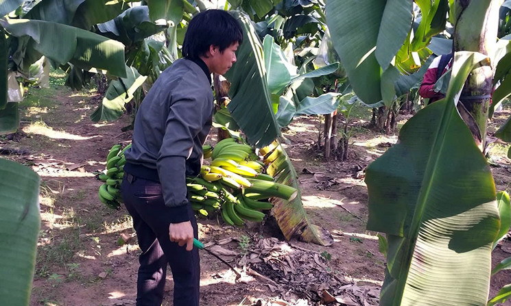 Theo anh Tuấn, nếu tính theo giá thị trường thời điểm này ước tính thiệt hại mà vợ chồng anh nông dân này phải chịu lên tới khoảng 500 triệu đồng. Còn vào dịp Tết nguyên đán 2019 thì giá trị của số chuối nghi bị hủy hoại trên có thể gấp đôi.