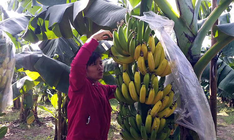 Gia đình anh Tuấn, chị Thủy cho biết thêm, mọi năm vườn chuối nhà anh chị có xảy ra hiện tượng mất trộm, nhưng số lượng ít, không đáng kể nên chị không để tâm. Tuy nhiên, lần này tổn thất là quá lớn đối với gia đình.
