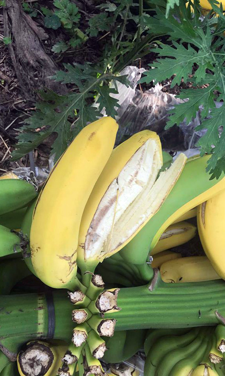 Dưới góc độ pháp lý, luật sư Trần Văn Lý (Đoàn luật sư tỉnh Vĩnh Phúc) cho biết, nếu quy chiếu theo những thông tin mà chủ vườn cung cấp, thì kẻ gây án có dấu hiệu phạm tội “Hủy hoại hoặc cố ý làm hư hỏng tài sản” theo Điều 178 – Bộ luật hình sự 2015. Cụ thể, chủ vườn cho biết thiệt hại của 2.000 buồng chuối ước tính có giá trị lên tới 500 triệu đồng. Với mức thiệt hại này, kẻ phạm tội có thể bị phạt tù từ 10 đến 20 năm (theo điểm a, khoản 4, điều 178). Tuy nhiên mức độ thiệt hại, các dấu hiệu hình sự như thế nào phải chờ kết luận điều tra từ phía cơ quan điều tra.