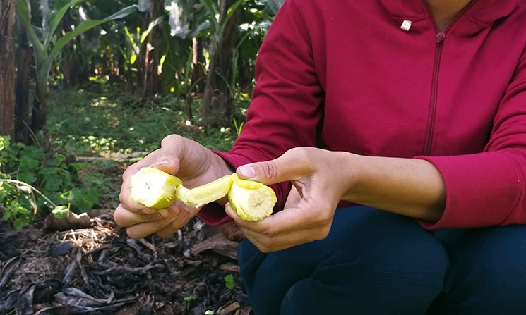 Dù chuối có màu vàng, bục vỏ nhưng phần ruột vẫn non, cứng đơ như chuối xanh bình thường nên số buồng chuối chín nghi bị kẻ xấu phun thuốc kích thích không thể ăn hoặc thu hoạch được.