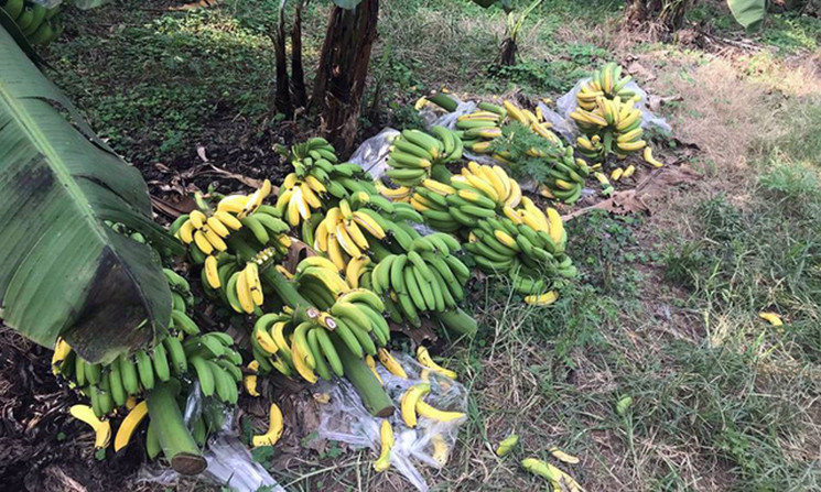 Liên quan đến vấn đề trên, sáng ngày 26/11, ông Nguyễn Ngọc Thịnh - Chủ tịch UBND xã Dương Hà (Gia Lâm, Hà Nội) cho biết, đến thời điểm này xã không nhận được bất kỳ trình báo nào của chủ vườn. Tuy nhiên, khi xã nắm được thông tin qua báo giới, xã cử cán bộ xuống kiểm tra thì thấy vườn chuối của gia đình anh Tuấn, chị Thủy chỉ nằm một chút trên phần đất của xã, còn lại là thuộc phần xã Trung Mầu. Hình ảnh: Những buồng chuối nghi bị ép chín được chặt bỏ.