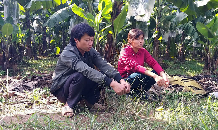 Theo tìm hiểu được biết, năm 2014, sau khi vay mượn người thân và ngân hàng được một số tiền, anh Tuấn có thuê lại hơn 3ha đất nông nghiệp để trồng chuối. Đứa con trai khi đó mới 6 tuổi phải gửi nhờ ông bà chăm sóc tại quê nhà, còn anh cùng vợ và đứa con gái mới lọt lòng lặn lội lên Hà Nội để chăm non vườn. Nhìn những buồng chuối nghi bị ép chín, vợ chồng anh Tuấn buồn rầu không nói nên lời, coi như vụ này mất trắng.