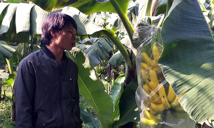 Ngày 26/11, vợ chồng anh Nguyễn Văn Tuấn, chị Đỗ Thị Thủy (quê ở Hưng Yên) cho biết, 1 tuần qua vườn chuối Tết 2019 của gia đình (huyện Gia Lâm, Hà Nội) bỗng dưng chín vàng rực cả khu vườn. Đây là chuối trồng phục vụ dịp Tết nguyên đán 2019 nhưng đều chín rụng với nghi vấn bị kẻ gian phun thuốc kích thích đang khiến dư luận xôn xao.