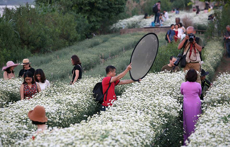 Điều đang khiến các thiếu nữ “phát cuồng” ở làng hoa Nhật Tân bởi nơi đây hiện có những vườn cúc họa mi đua nhau nở rộ tuyệt đẹp.