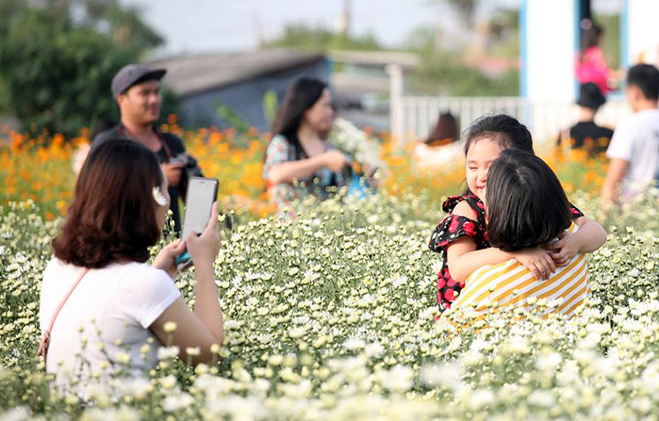 Các khu vườn cúc họa mi ở làng hoa Nhật Tân không quá rộng nhưng luôn đông chật kín người đến chụp ảnh. Ước chừng loài hoa này chỉ nở kéo dài khoảng 10 ngày.