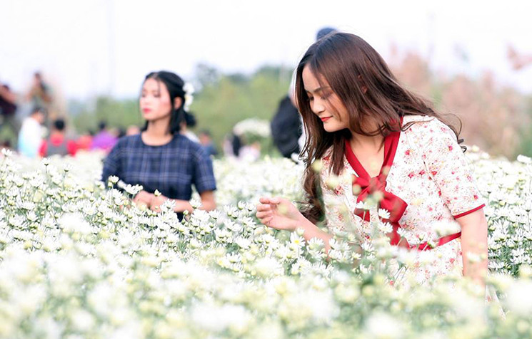 Những cô gái đua nhau ăn diện đến vườn cúc họa mi ở Nhật Tân chụp ảnh để lưu làm kỷ niệm hoặc chia sẻ lên các trang mạng xã hội khoe với bạn bè.
