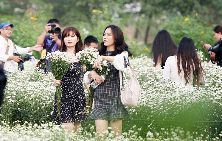 Ai nấy cũng mong muốn có được bức hình đẹp với cúc họa mi.