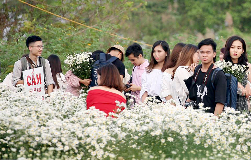 Theo chủ vườn, ngày cuối tuần lượng khách đông gấp nhiều lần so với các ngày thường, các chủ vườn phải thường xuyên nhắc nhở khách tránh việc khách lăn lê, bò toài gãy nát cành hoa.