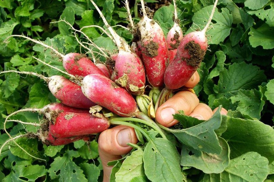 Khi nhắc đến củ cải, người ta chỉ ngay đến những củ, còn lá sẽ bị vặt bỏ. Thế nhưng thực tế, giá trị của lá củ cải (rau củ cải) rất cao, thậm chí hơn cả giá trị dinh dưỡng của phần củ. Lá củ cải giàu canxi, hàm lượng cao gấp 3 lần sữa. Nhiều người không biết, vứt bỏ thì cực tiếc, trong khi nhà hàng lớn hay dùng.