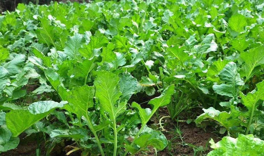 Tiếp đến, lá củ cải giàu vitamin C. Hàm lượng vitamin C cao hơn so với củ cải, theo một nghiên cứu là hơn gần gấp đôi so với củ cải. Đồng thời, lá củ cải cũng có sắt, kẽm, magie, mangan và các nguyên tố vi lượng khác.