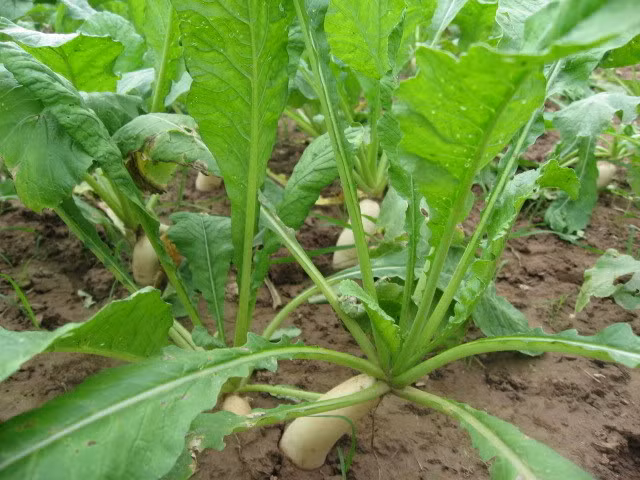 Lượng sắt dồi dào trong lá củ cải giúp thúc đẩy quá trình hình thành và phát triển tế bào hồng cầu, kiểm soát nồng độ hemoglobin. Từ đó, ngăn ngừa bệnh thiếu máu hiệu quả.