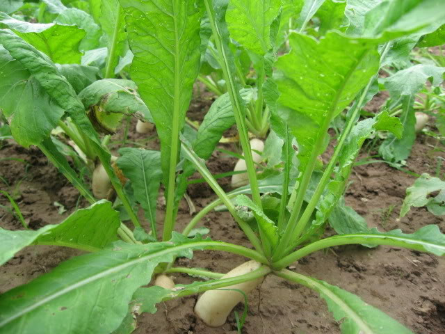 Lượng sắt dồi dào trong lá củ cải giúp thúc đẩy quá trình hình thành và phát triển tế bào hồng cầu, kiểm soát nồng độ hemoglobin. Từ đó, ngăn ngừa bệnh thiếu máu hiệu quả.