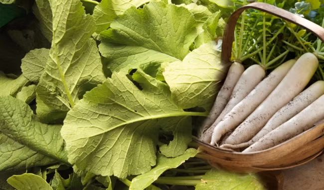 Quan trọng hơn, lá củ cải chứa nhiều phenolic - chất chống oxy hoá mạnh mẽ, có thể ngăn ngừa tối đa sự tăng trưởng và phát triển của các tế bào ung thư khác nhau.