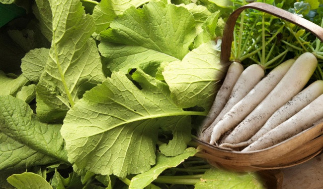 Quan trọng hơn, lá củ cải chứa nhiều phenolic - chất chống oxy hoá mạnh mẽ, có thể ngăn ngừa tối đa sự tăng trưởng và phát triển của các tế bào ung thư khác nhau.