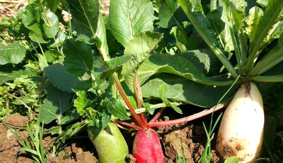 Bên cạnh đó, hàm lượng canxi của rau củ cải rất cao, so sánh cùng trọng lượng của rau củ cải và sữa, hàm lượng canxi trong rau củ cải cao gấp 3 lần sữa. Cụ thể, 100gram rau củ cải có 350mg canxi trong khi cùng trọng lượng đó, sữa chỉ chứa khoảng 110mg canxi.