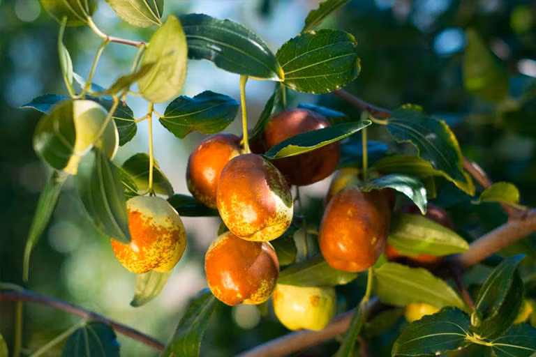 Tiếp theo là hồng táo, đây được xem là loại quả có chứa những dưỡng chất hỗ trợ quá trình tạo máu và bổ sung máu tự nhiên, rất phù hợp khi bị thiếu máu, yếu sau sinh, sau phẫu thuật…