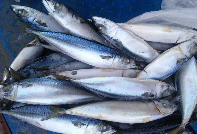 Nếu không có kinh nghiệm làm sạch cá một cách an toàn, những người có thể chất yếu, mẫn cảm khi ăn phải những thứ bị sót lại trong cơ thể cá sẽ không thể phân hủy và chuyển hóa các chất này, từ đó sinh ra dị ứng, trường hợp nặng sẽ mất mạng. Ví dụ: cá thu mắt bò, cá nóc...