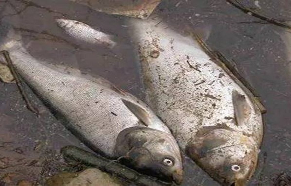 Khi thấy cá có mùi dầu đáng nghi, dù tươi ngon hoặc rẻ đến mấy, tốt nhất cũng không nên mua. Ăn vào dễ bị tiêu chảy, ngộ độc, thậm chí nguy hiểm đến tính mạng.